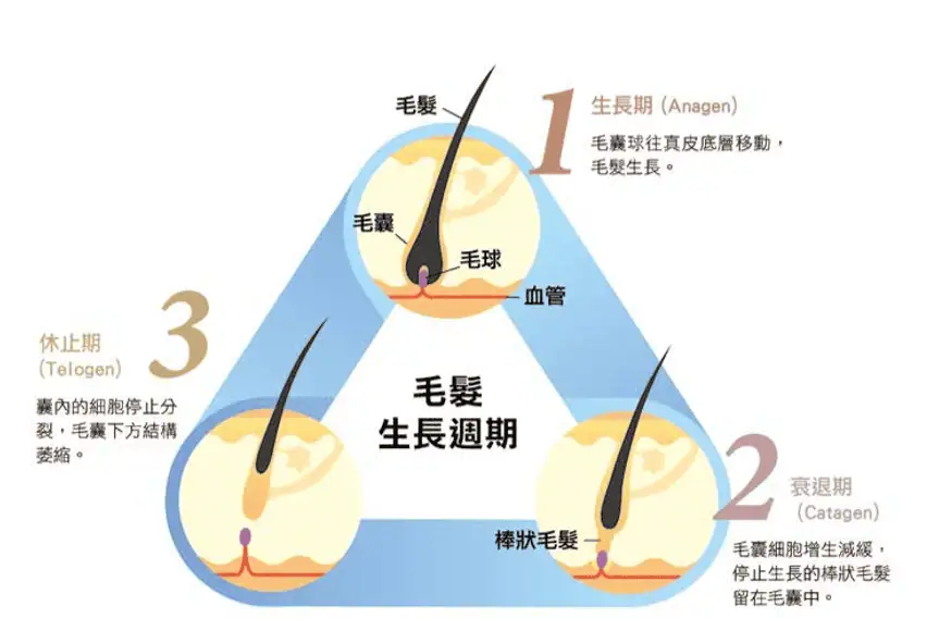 因為每個毛囊的生長週期不同，所以頭髮大致上每天會掉落70-100根，屬於正常的代謝過程。

但壓力大會讓毛囊在同一時間一起進入休止期，造成大程度的落髮的狀況。