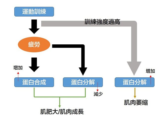 肌肉痠痛時,補充蛋白質有助於肌肉修復和重建。 蛋白質是肌肉組織的重要組成部分,運動後攝取足夠的蛋白質可以幫助修復受損的肌肉纖維,並促進肌肉生長。 此外,維生素B6、C、E等營養素也有助於緩解肌肉痠痛。