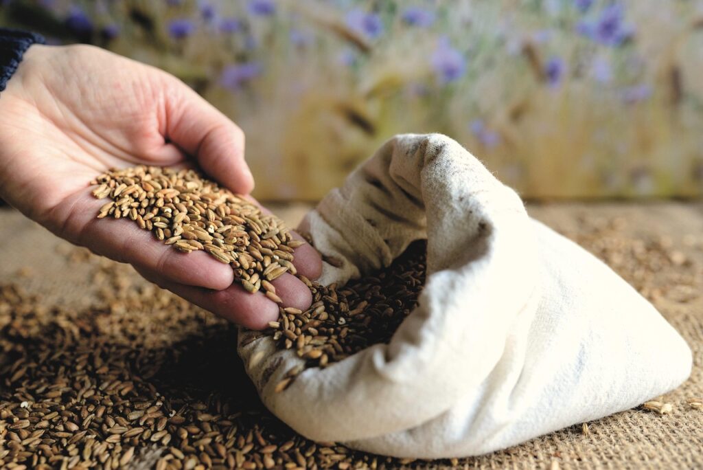 全穀類含有更豐富的膳食纖維、維生素B群、礦物質(如鎂、鋅)和植化素,能有效促進腸道蠕動,增加糞便體積。