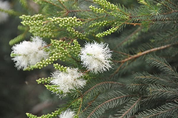 茶樹精油因其抗菌、抗真菌和抗炎特性,可用於護膚(治療痘痘、油性皮膚、真菌感染)、居家清潔(殺菌、除臭)、改善呼吸道問題(緩解鼻塞、喉嚨痛)、驅蚊防蟲、以及用於芳香療法(提振精神、淨化空氣)等,但使用時需搭配基礎油稀釋後使用,並注意孕婦、嬰幼兒及過敏膚質的禁忌。