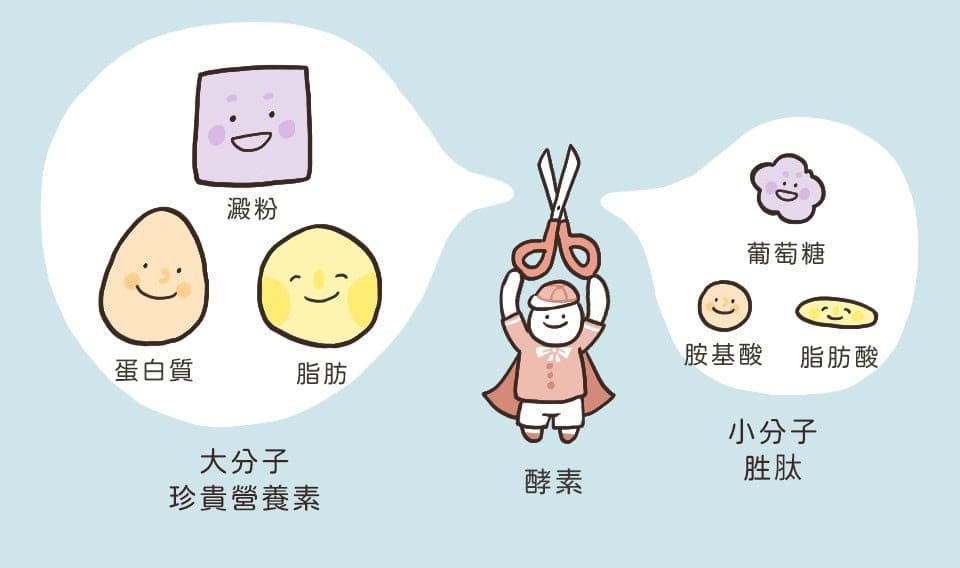 酵素(酶)是生物體內的蛋白質,它們扮演催化劑的角色,加速體內各種化學反應,特別是消化和代謝。 酵素主要功能在於幫助分解食物,促進營養吸收和新陳代謝,維持生理機能的正常運作。